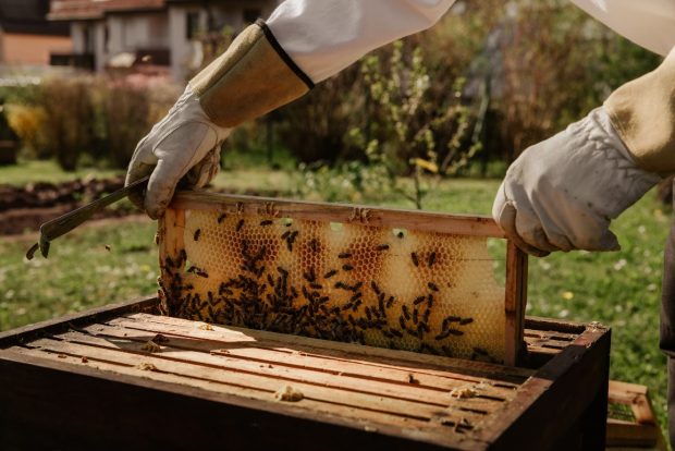 Од 1. маја мањи трошкови за пчеларе близу 12.000 динара