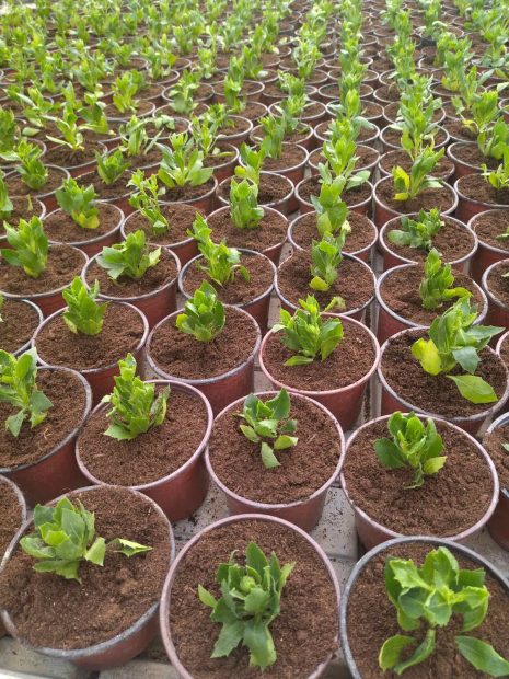 Почетком пролећа и на лето Градско Зеленило ће посадити 100.000 комада једногодишњег цвећа