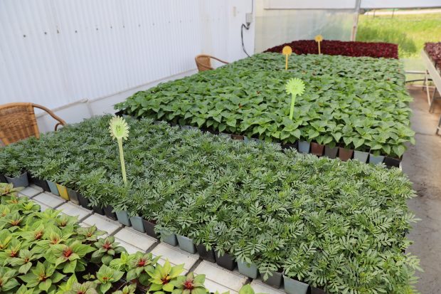 Градско зеленило: До краја маја у Новом Саду ће  бити посађено 100.000 садница летњег цвећа