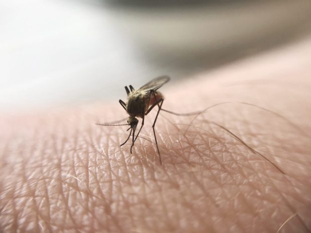Како комарци бирају своје жртве? Откријте 18 занимљивости о комарцима!