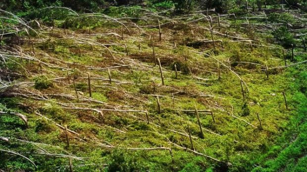 Војводинашуме: Уништено преко 2.000 хектара шуме и није коначна процена