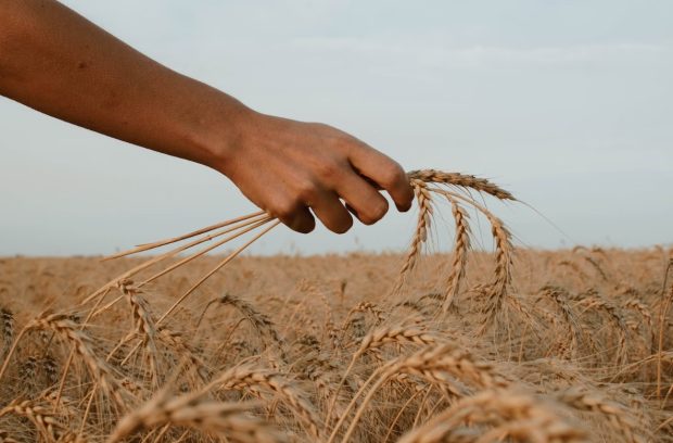 У овогодишњој жетви очекује се за 20 одсто више пшенице него лане