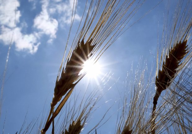 Очекује се за 20,8 одсто више пшенице, а мање малина и вишања