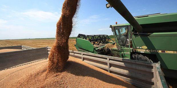 Влада: Откуп 200.000 тона пшенице као мера помоћи ратарима