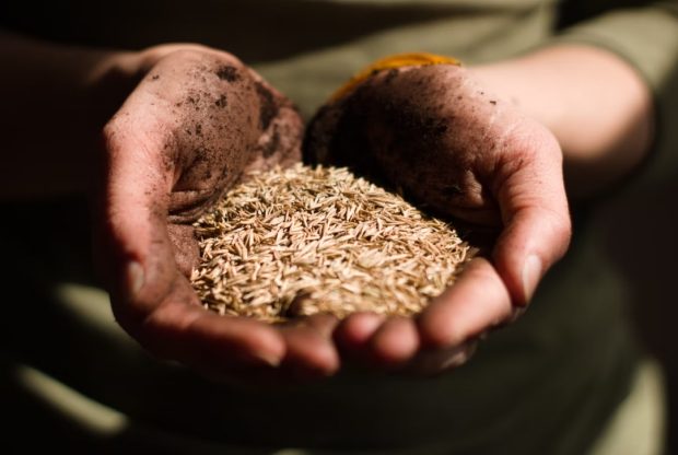 Русија испоручила 200.000 тона пшенице као помоћ афричким земљама