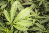 23 tone marihuane  zaplenjeno u Albaniji