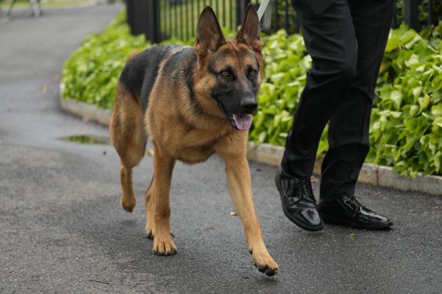 Бајденов пас ујео агенте тајне службе најмање 24 пута