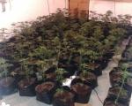 254 stabljika, oko 5.100 grama lišća i 370 grama sasušene marihuane u Sokobanji