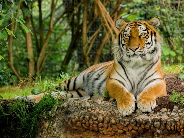 Индија: Тигрови спасени са ивице изумирања, тренутно их има најмање 3.167
