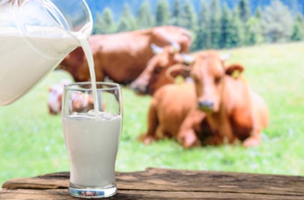 Пријављивање за премију за млеко за други квартал до 3.августа
