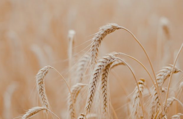 Тражи се откуп 300.000 тона пшенице новог рода