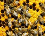 300 pčelara na Međunarodnom seminaru u Vranju