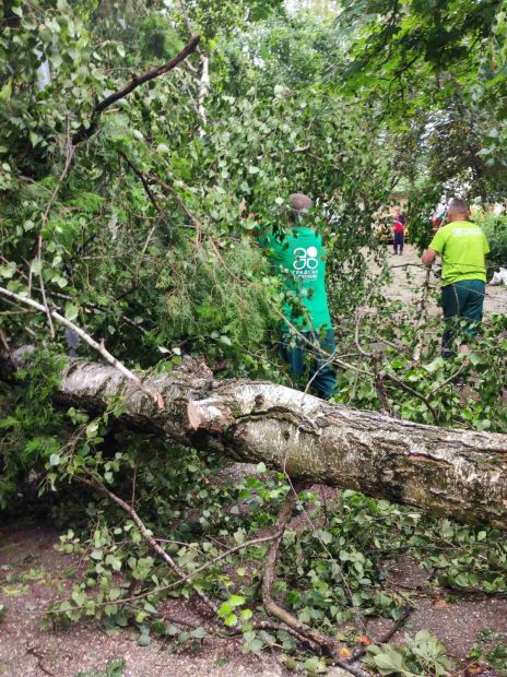 Након орканске олује  екипе ЈКП „Градско зеленило“ имале су за 36 сата 354 интервенција