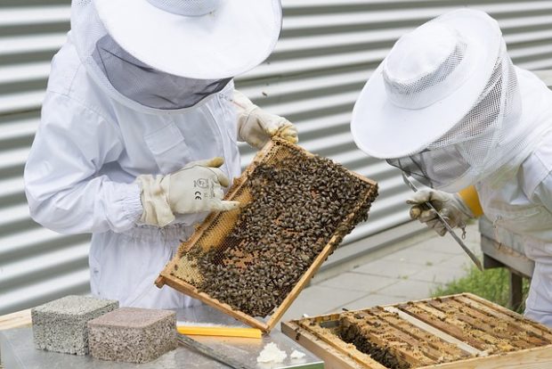 Отворен 41. Сајам пчелара војводине у Новом Саду
