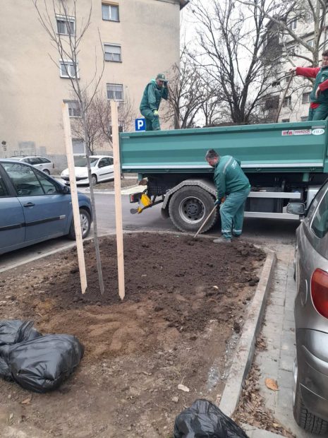 47 нових стабала јасена, липе и лириодендрона на Булевару Европе, Руменачкој и улици Бранимира Ћосића