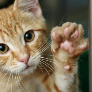 5 osnovnih vrsta mačjeg mjauka i šta nam mace time poručuju