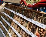 6. Međunarodni sajam lekovitog, začinskog, ukrasnog bilja, pčelinjih proizvoda i gljiva Balkan eco fair u Vranju