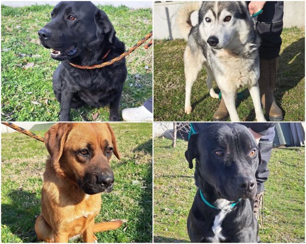 Браво Новосађани, од почетка године дом пронашло 84 паса – ЈКП “Зоохигијена”: Ова година већ поставља нове рекорде, бићемо активни и настав