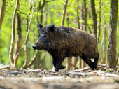 AFRIČKA SVINJSKA KUGA STIGLA U SRBIJU: Divlje svinje donele zarazu iz Bugarske