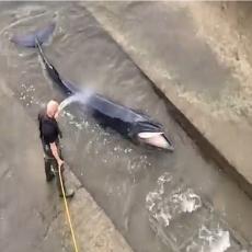 AKCIJA SPASAVANJA U LONDONU: Ljudi očajnički pokušavaju da pomognu bebi kita zaglavljenoj na obali reke Temze! (VIDEO)
