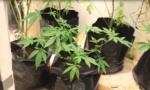 AKCIJA U NIŠU: Policija otkrila laboratoriju marihuane (VIDEO)