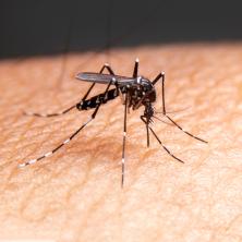 AKO PLANIRATE MORE NA JADRANU OBRATITE PAŽNJU! Pojavila se opasna vrsta komaraca -  Ne zuje, a ostavljaju bolne plikove