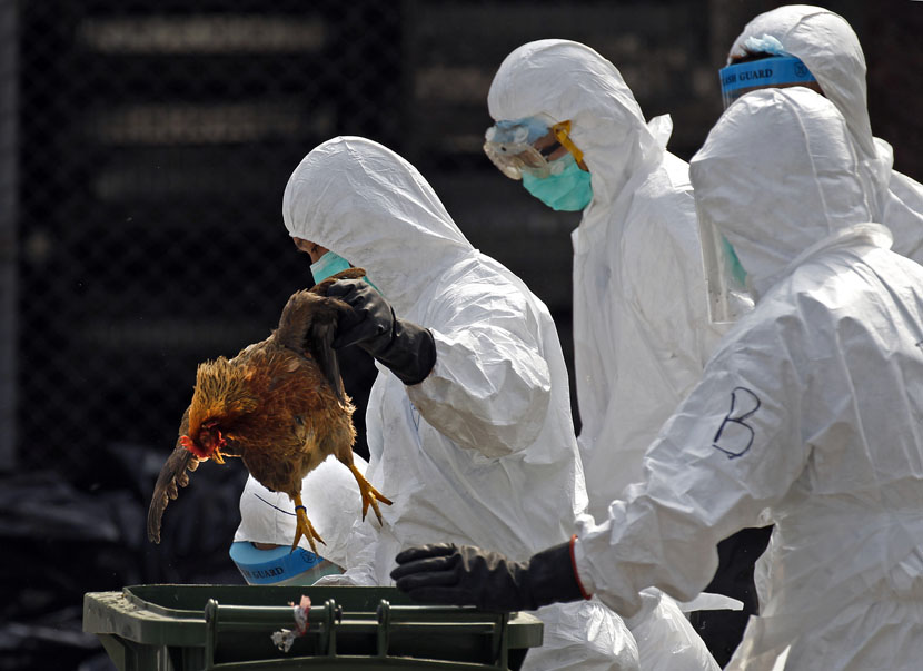 ALARMANTNO UPOZORENJE: Virus ptičjeg gripa H5N8 širi se Evropom, prešao sa divljih ptica na živinu!