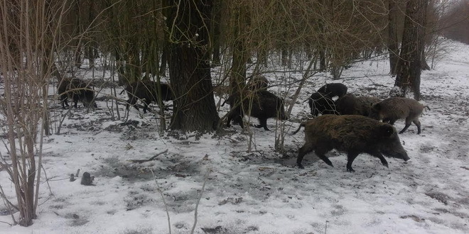 Afrička kuga kod divljih svinja u istočnoj Srbiji