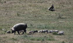 Afrička kuga otkrivena kod divljih svinja u četiri lovišta na jugu Srbije 