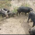 Afrička kuga svinja na farmi blizu granice sa Bugarskom