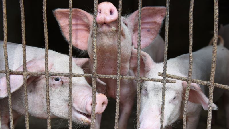 Afrička kuga svinja pod kontrolom u Srbiji