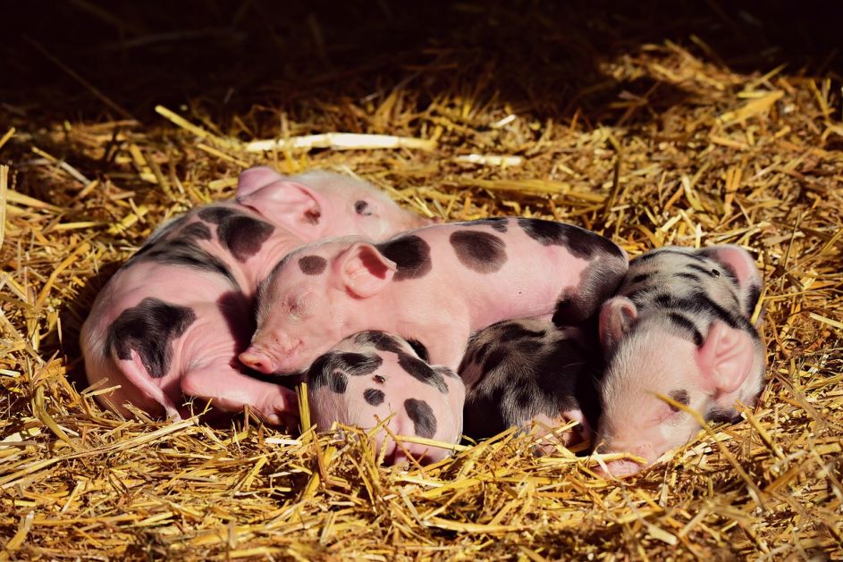 Afrička kuga svinja potvrđena na 34 imanja