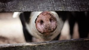 Afrička svinjska kuga – simptomi i način prenošenja