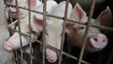 Afrička svinjska kuga: Ima zaraze u Srbiji, ali ne i epidemije