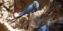 Afrički žako papagaji otkriveni na Kelebiji