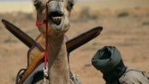 Afrika: Kako kamile u Mauritaniji pomažu u borbi sa terorizmom