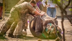 Afrika i životinje: Britanski vojnici spasavaju ugrožene nosoroge od lovokradica