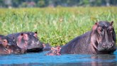 Afrika i životinje: U napadu nilskog konja na prepun rečni brod ima žrtava, među njima i jedno dete