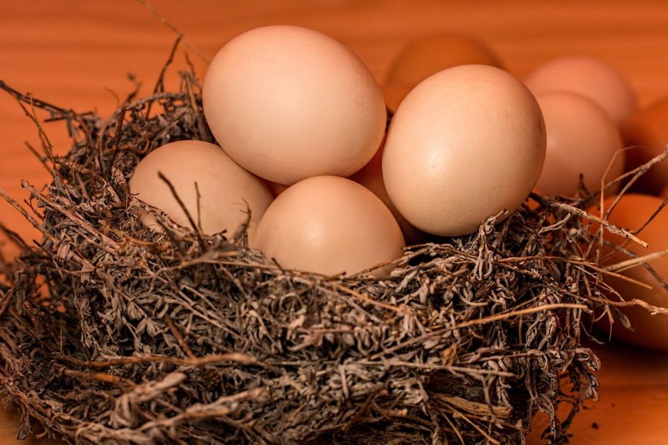“Agreks” gradi kompleks za proizvodnju konzumnih jaja