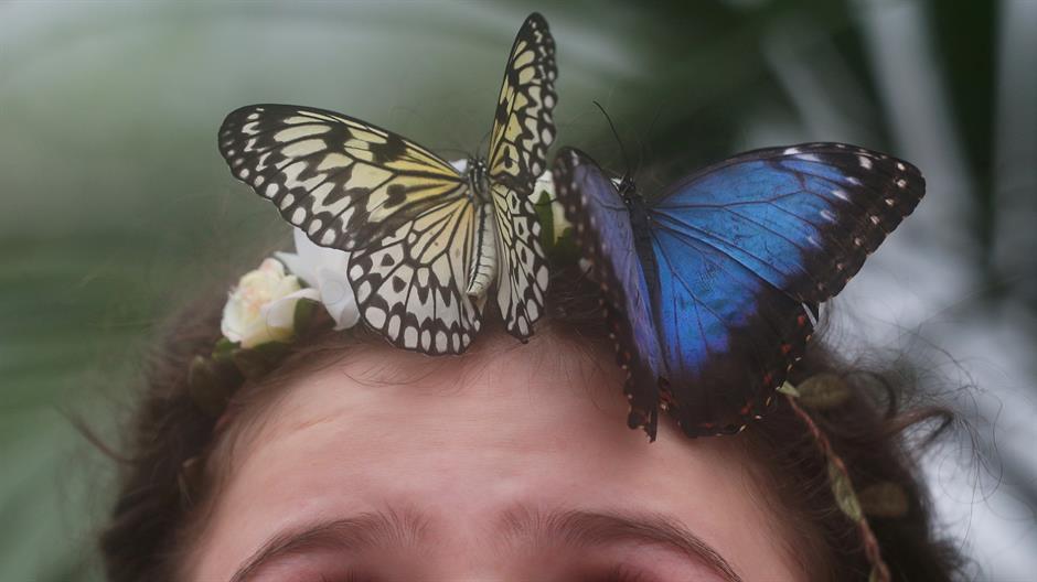 Akcija prebrojavanja leptira u Britaniji i ove godine
