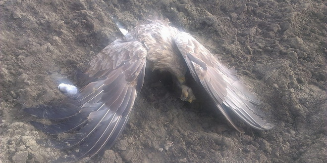 Akcija sprečavanja trovanja ptica u Srbiji