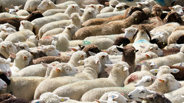 Albanija počinje izvoz ovaca i koza u Srbiju