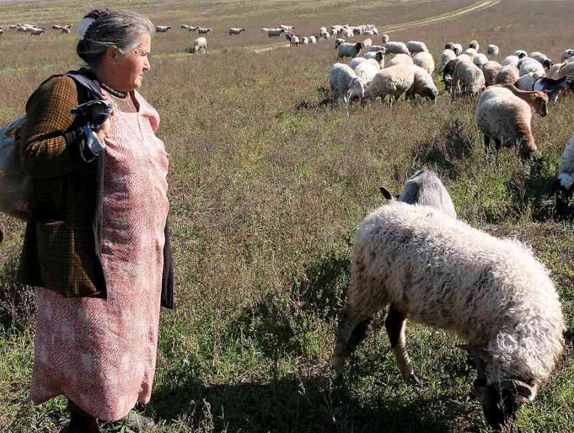 Albanska ovčetina na srpskoj trpezi