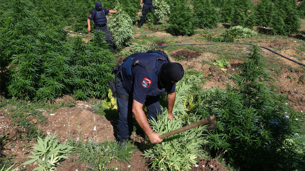 Albanski ministar: Marihuana se uzgaja uz pomoć policije i lokalnih vlasti