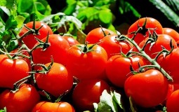 
					Aleksić: Srbija uveze više paradajza iz Albanije nego što ukupno izveze 
					
									