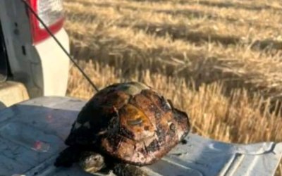 Aleksinački vatrogasci spasili život male šumske kornjače usred požara