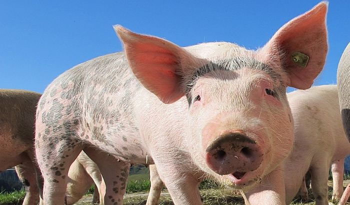 Alibunar: Opština brani seljacima da drže svinje i preti sudom