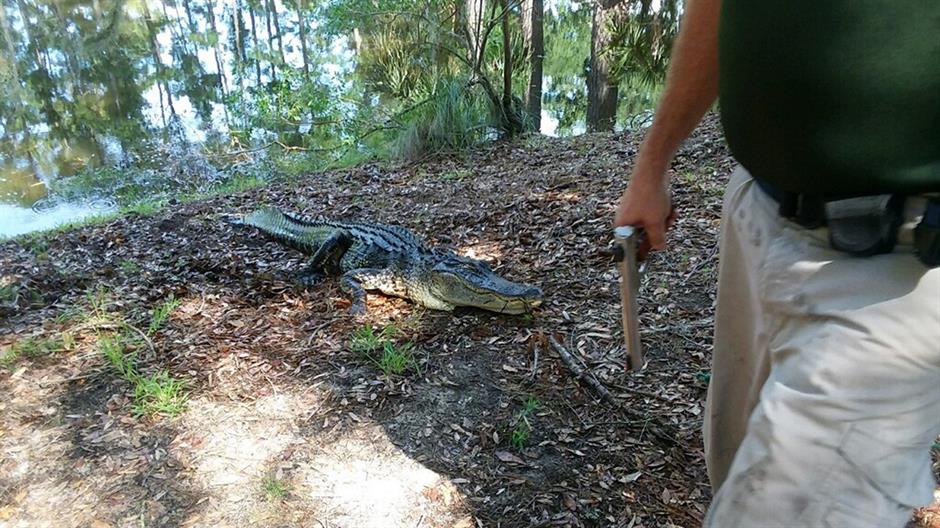 Aligator usmrtio Amerikanku dok je šetala psa