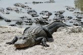 Aligator usmrtio ženu na Floridi, pa ga zatim ubili FOTO
