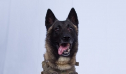 Američki vojni pas ranjen u potrazi za Al-Bagdadijem ponovo na dužnosti